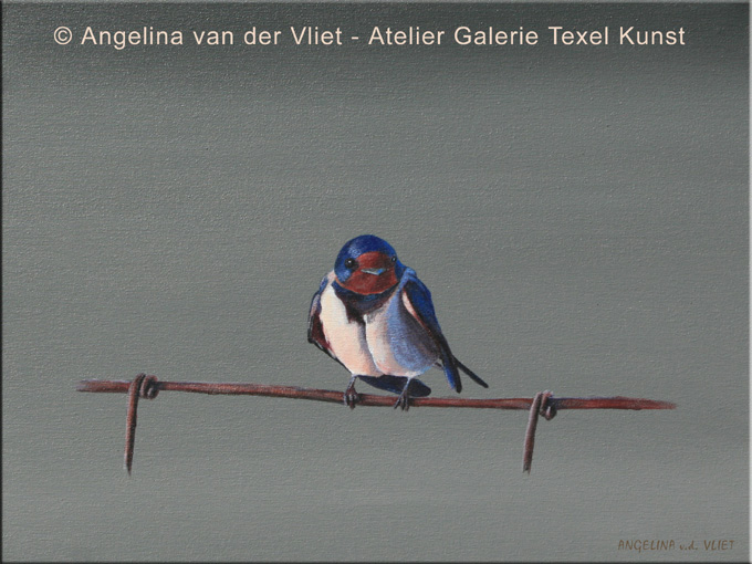 Schilderij Boerenzwaluw Texel door Texels beeldend kunstenaar Angelina van der Vliet - Stiehl